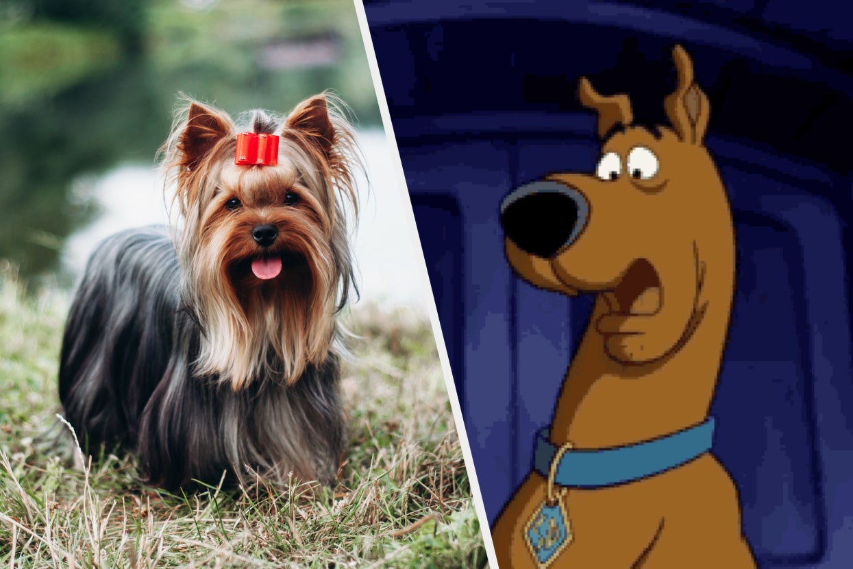 Sure, You Love Your Furbaby, But Can You Name These Dog Breeds?