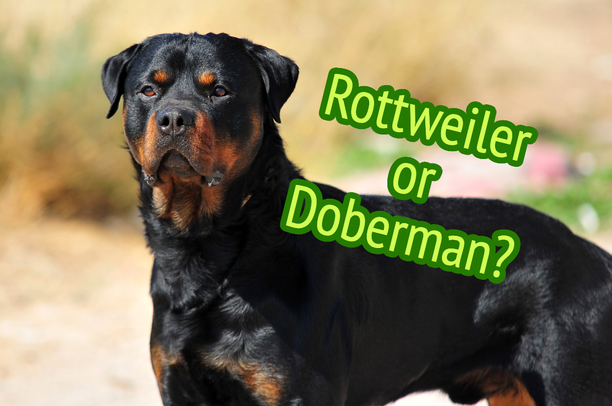 A Rottweiler dog standing outdoors with the text "Rottweiler or Doberman?" on the image