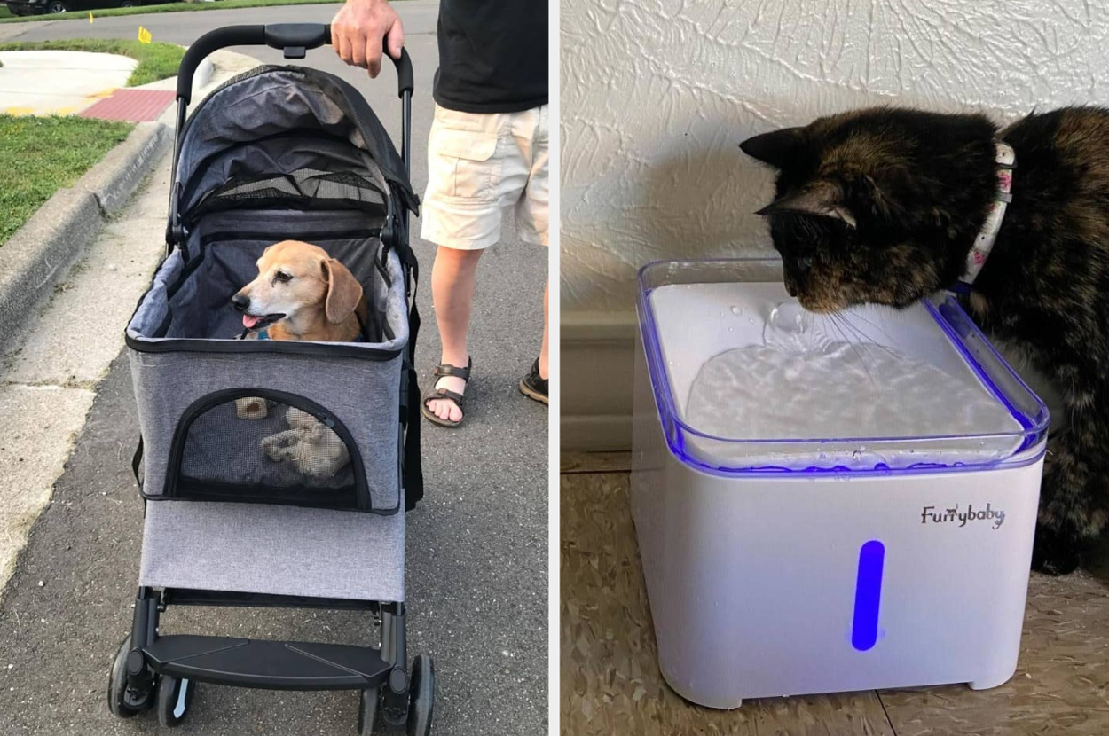 A dog sits in a stroller during a walk, and a cat drinks water from a Furrybaby water fountain