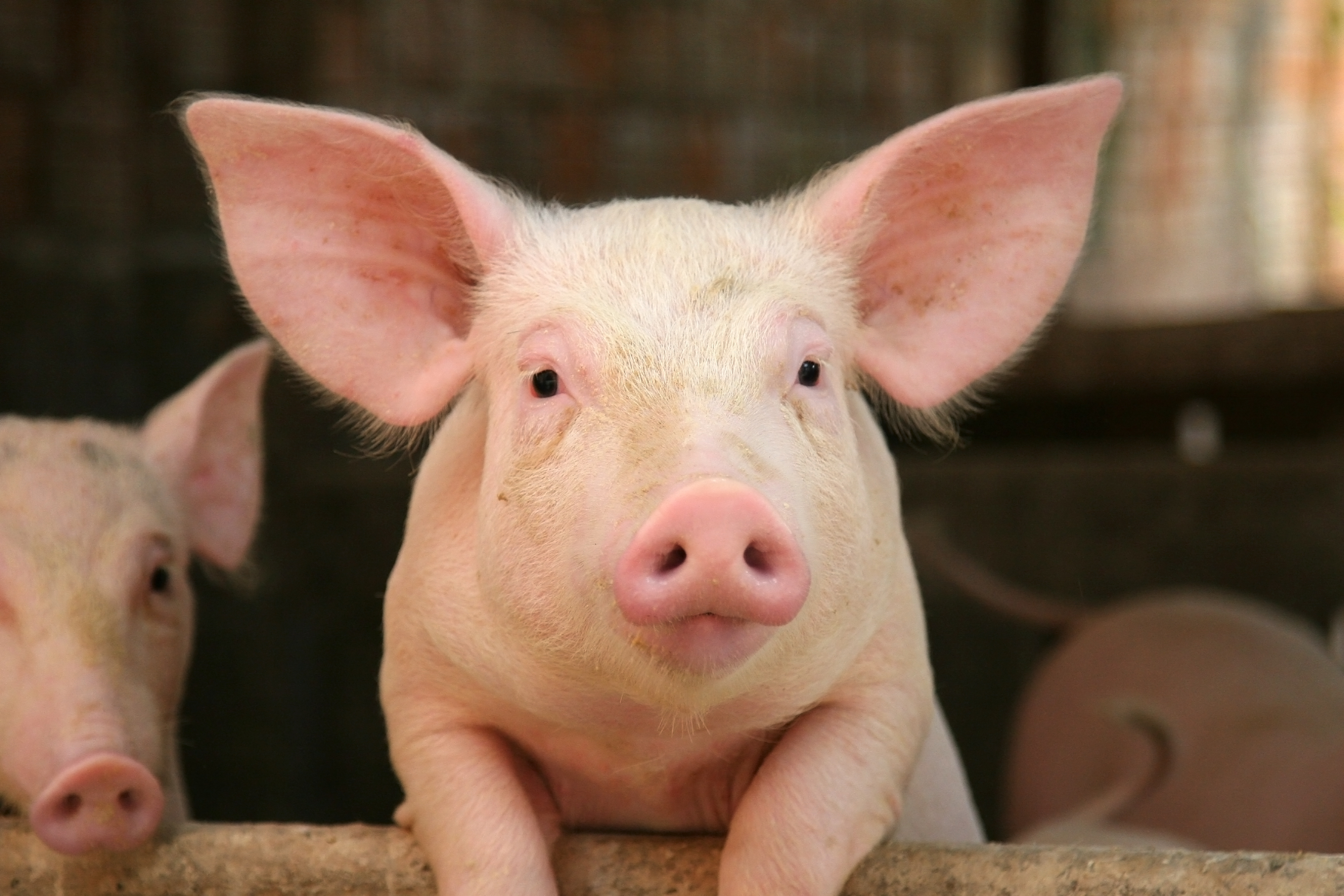 A cute piglet faces the camera with another piglet partially visible in the background