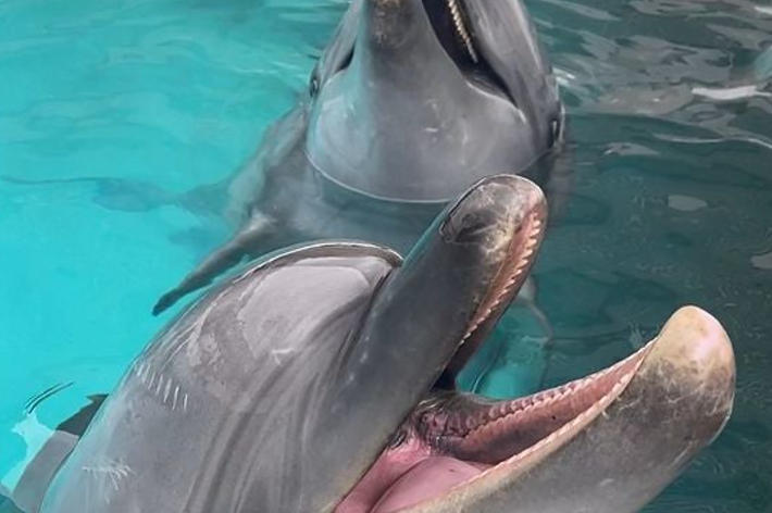 イルカが鳴く様子 / 画像提供アドベンチャーワールド