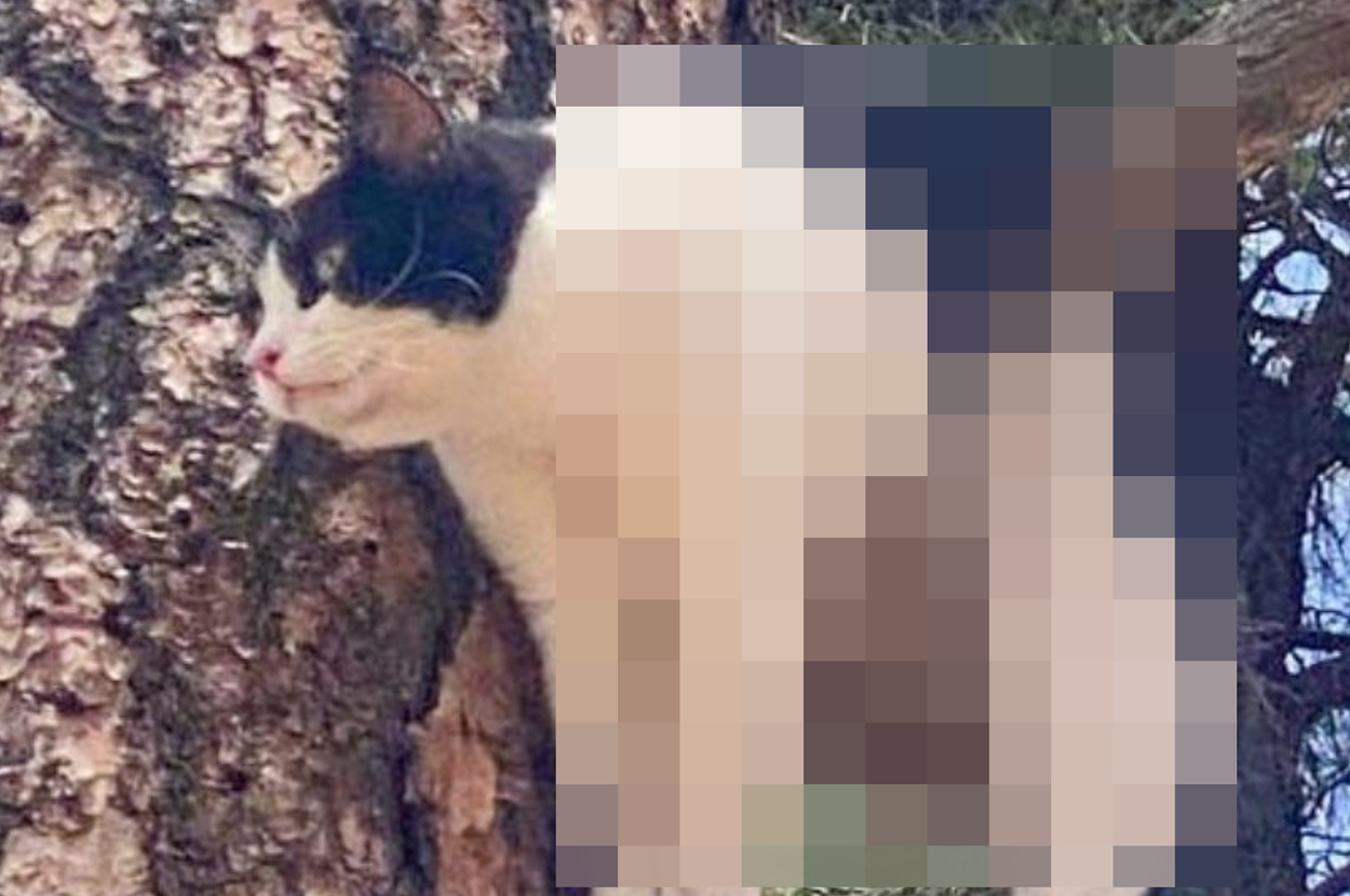 木の枝に体を引っかけている猫。