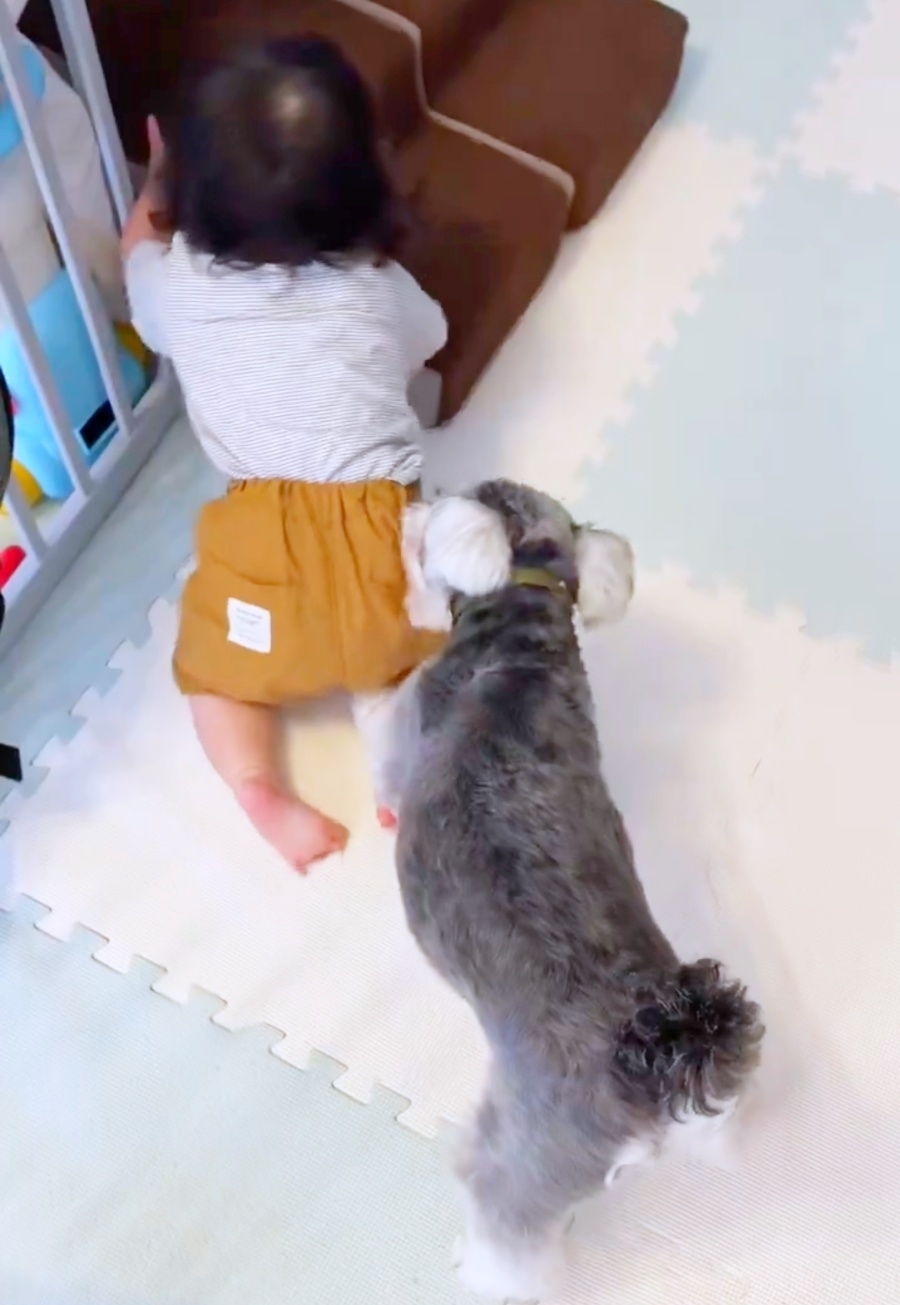 犬用ステップに手をかける赤ちゃんを止めるシンバくん