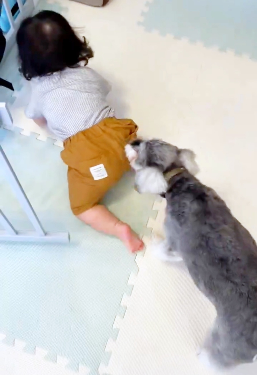 床を這って進む赤ちゃんに気づいて止めようとするシンバくん