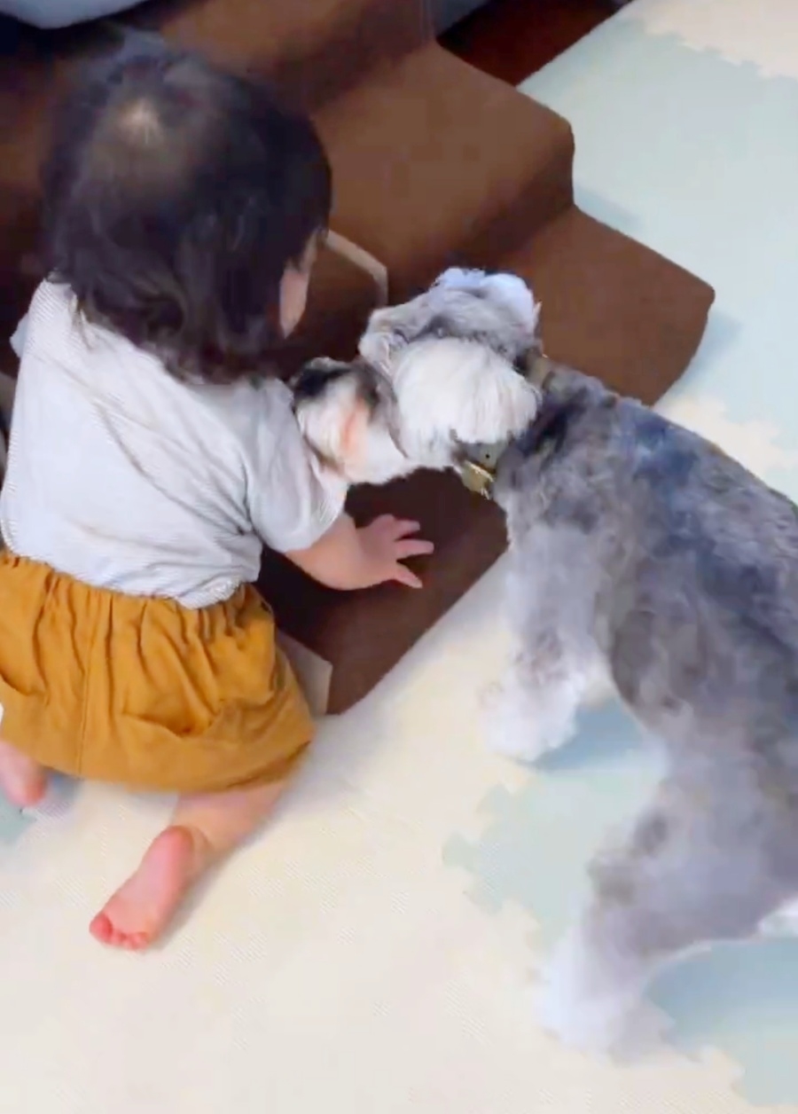 赤ちゃんが犬用ステップに上るのを止めるシンバくん