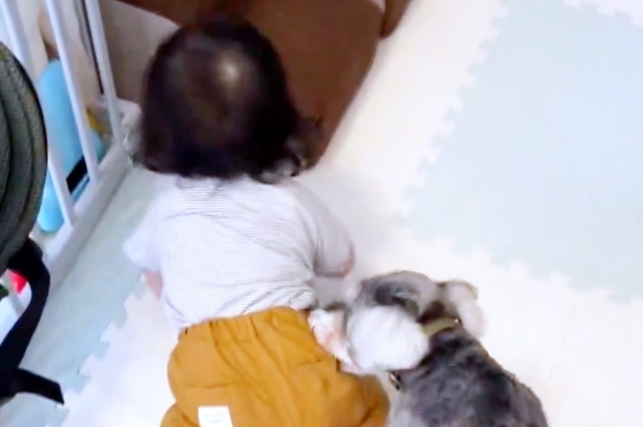 床を這う赤ちゃんを止めるシンバくん