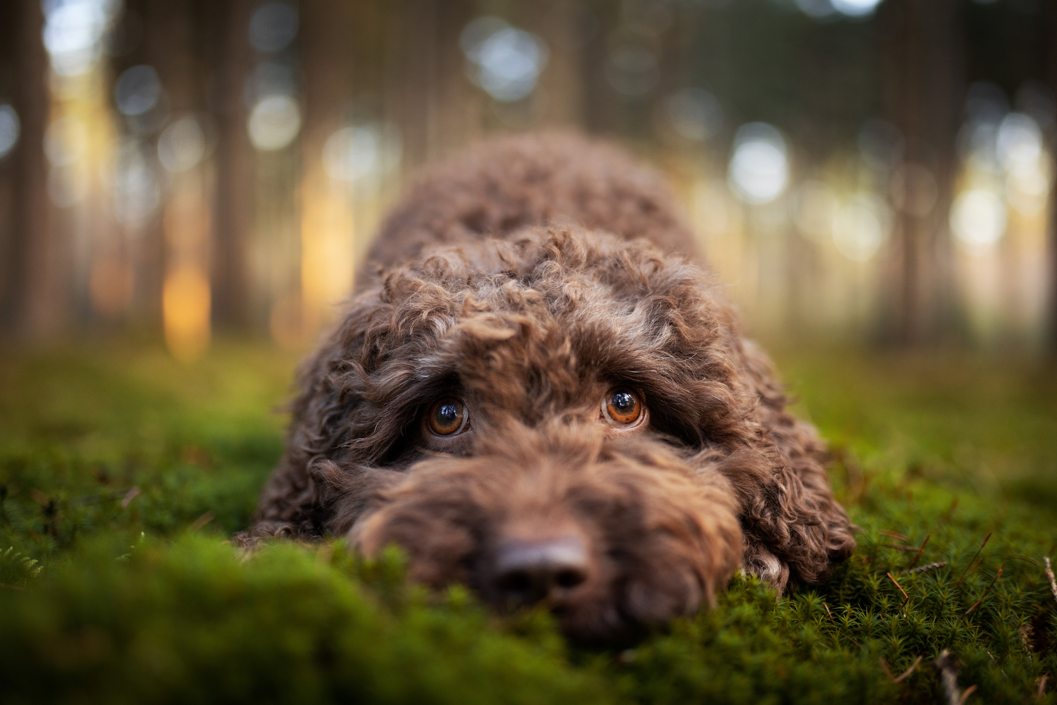 A fluffy dog with curious eyes lies on the forest floor, surrounded by blurred trees in the background