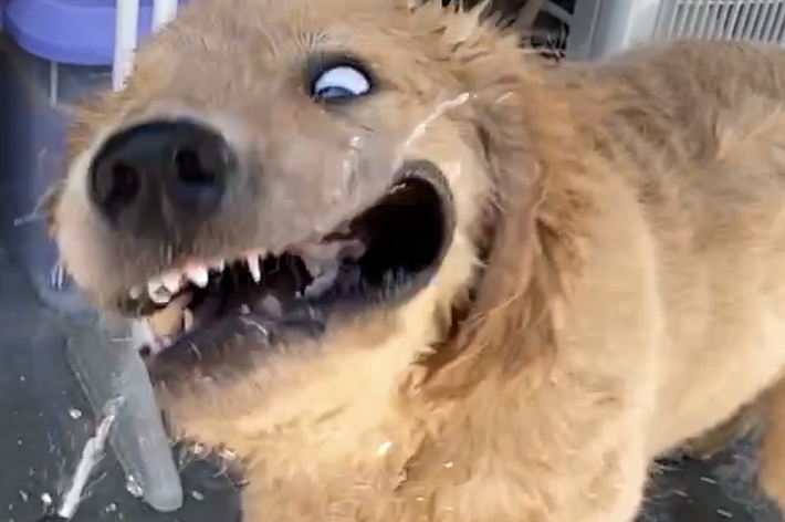 ゴールデンレトリバーが水を浴びて楽しんでいる様子。