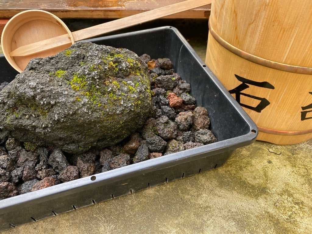 君が代】「苔のむすまで」って何日かかるの…？ 石を365日かけて育てた