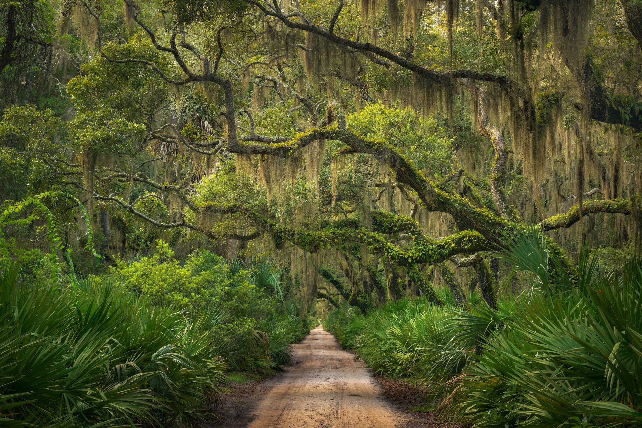 A scenic dirt path winds through a lush forest with towering, moss-covered trees and dense green foliage on either side