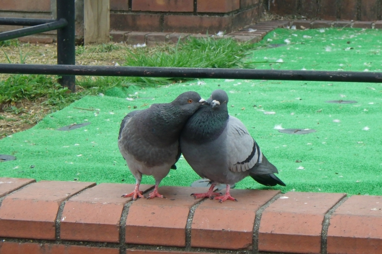 つつき合うドバト / 生物部活動報告さんのXより