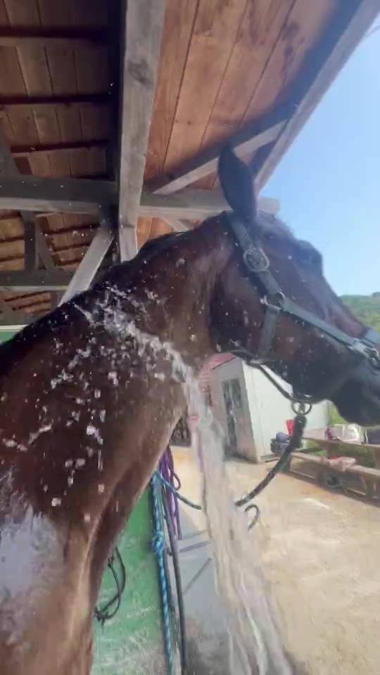 首に水をかけてもらうティーノくん