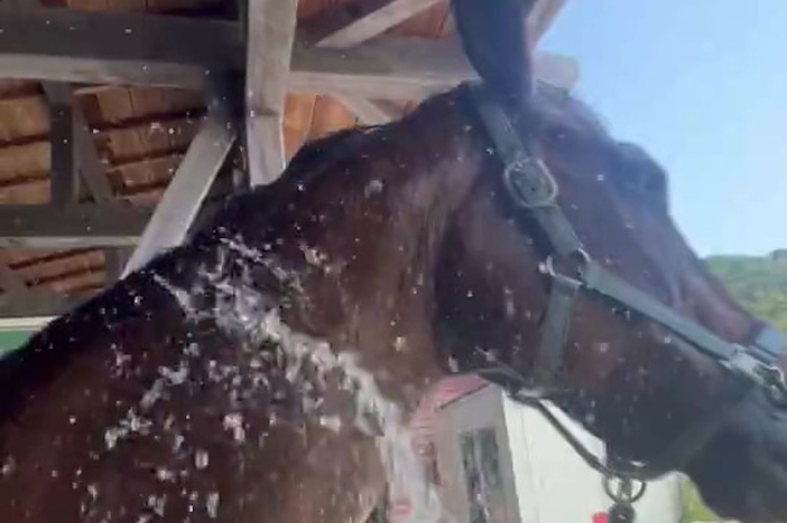 水浴び中のティーノくん（芦峅ホースヴィレッジさんのXより）