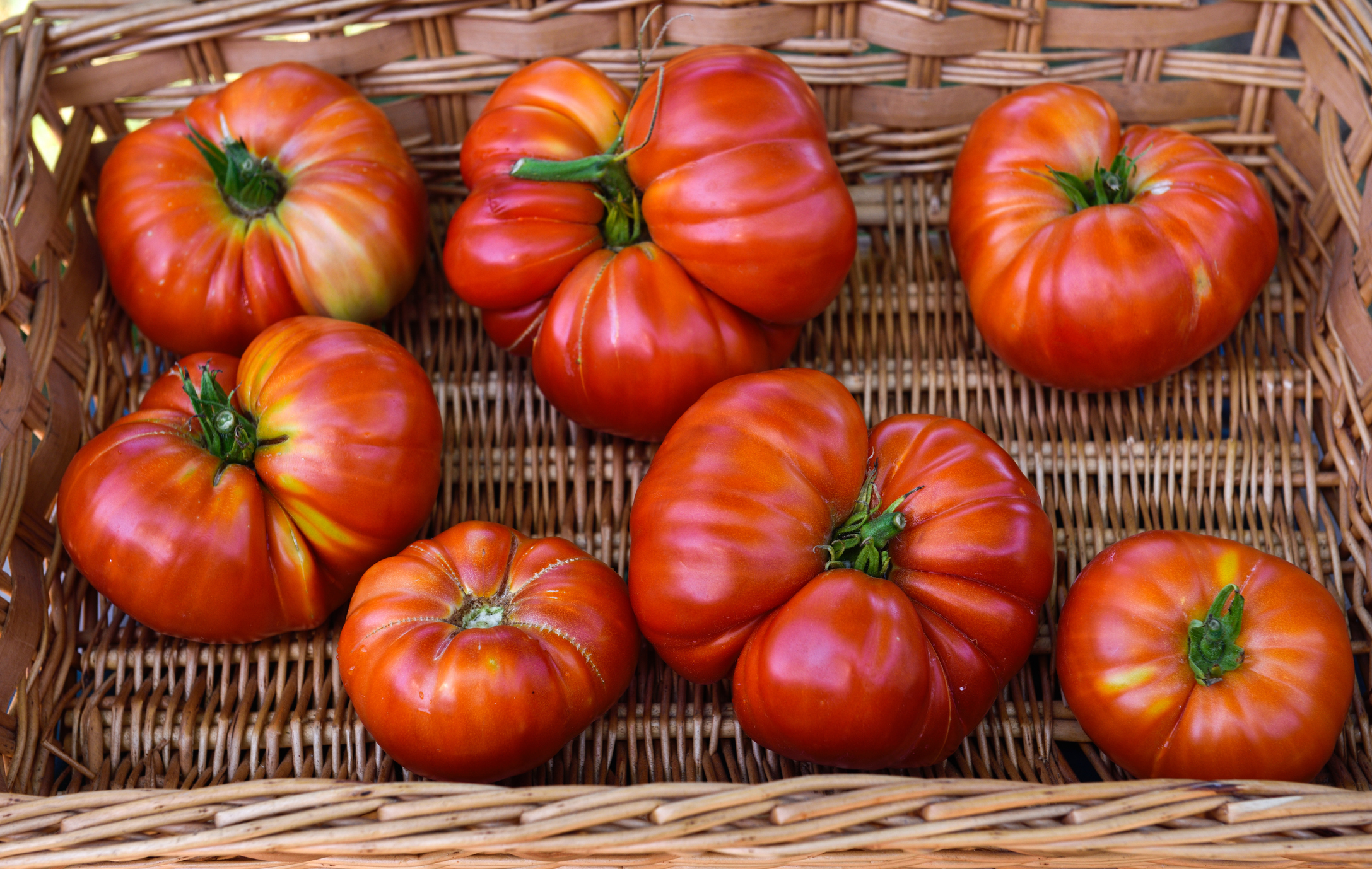 A wicker basket filled with several large, uniquely shaped heirloom tomatoes