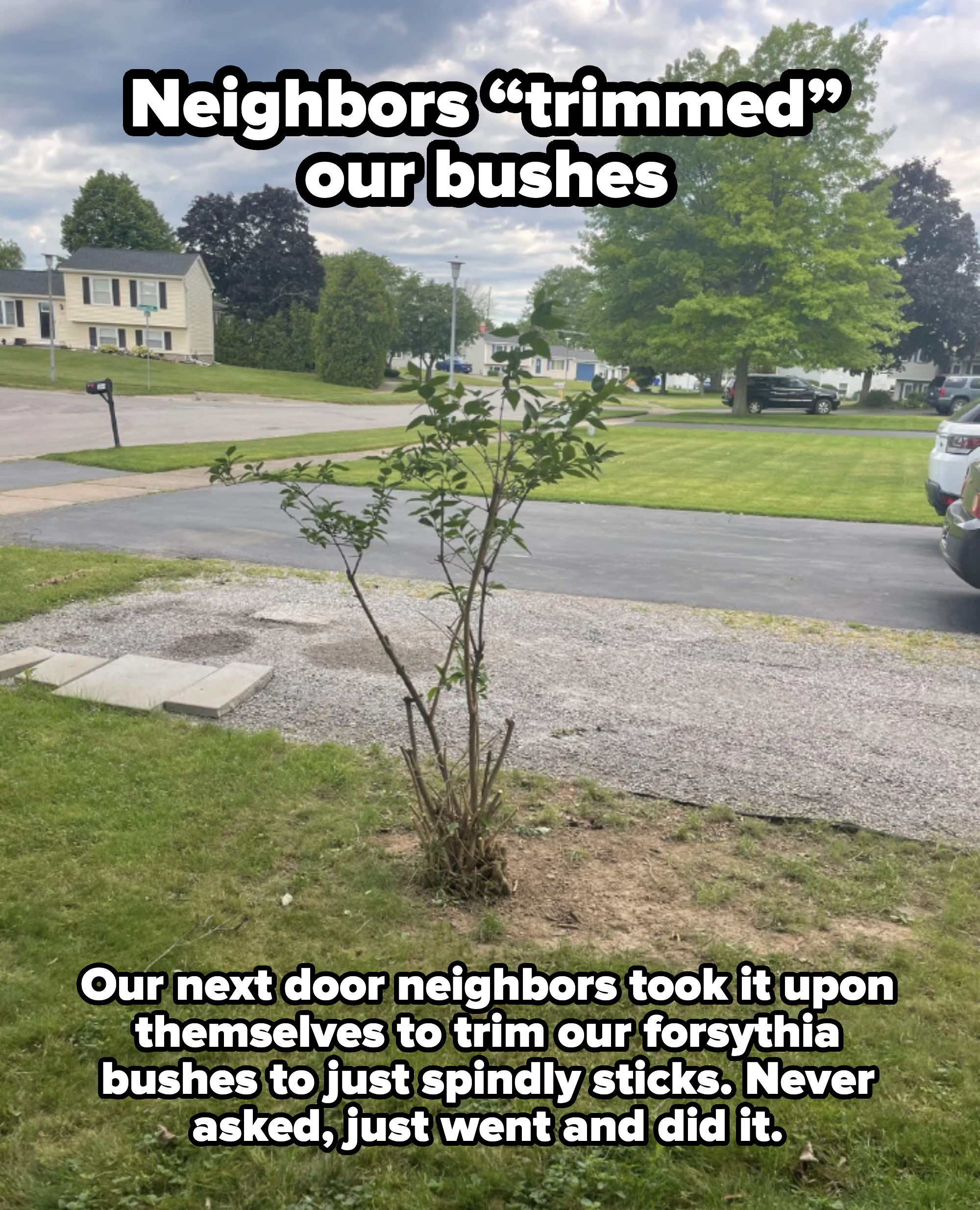 A small tree newly planted in a suburban front yard, with houses and parked cars in the background