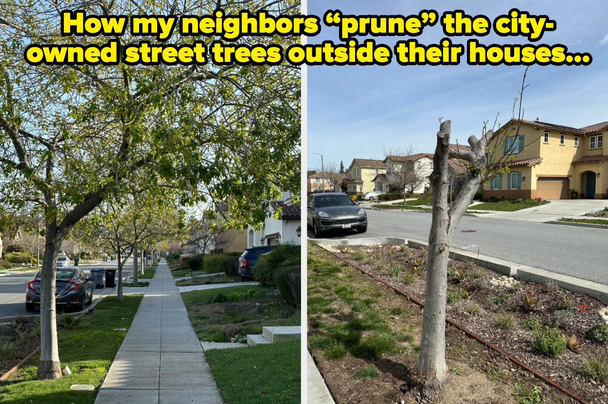 Side-by-side comparison of a lush, tree-lined sidewalk and a barren, heavily pruned tree with the text: &quot;How my neighbors &#x27;prune&#x27; the city-owned street trees outside their houses...&quot;