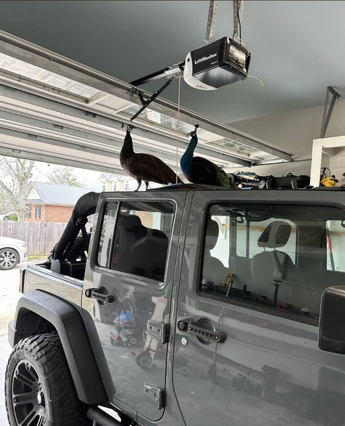 Two peacocks are standing on the roof of a gray Jeep parked in a residential garage
