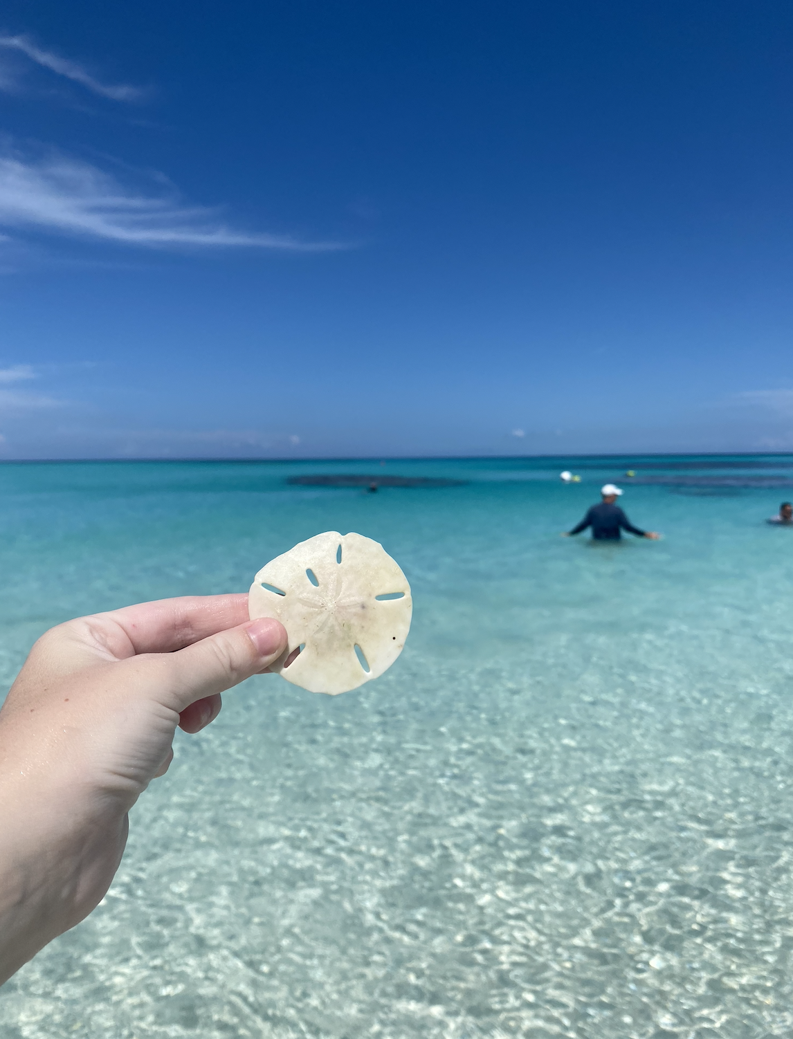 A hand holds a sand dollar over clear, shallow ocean water. A person is swimming in the distance under a blue sky