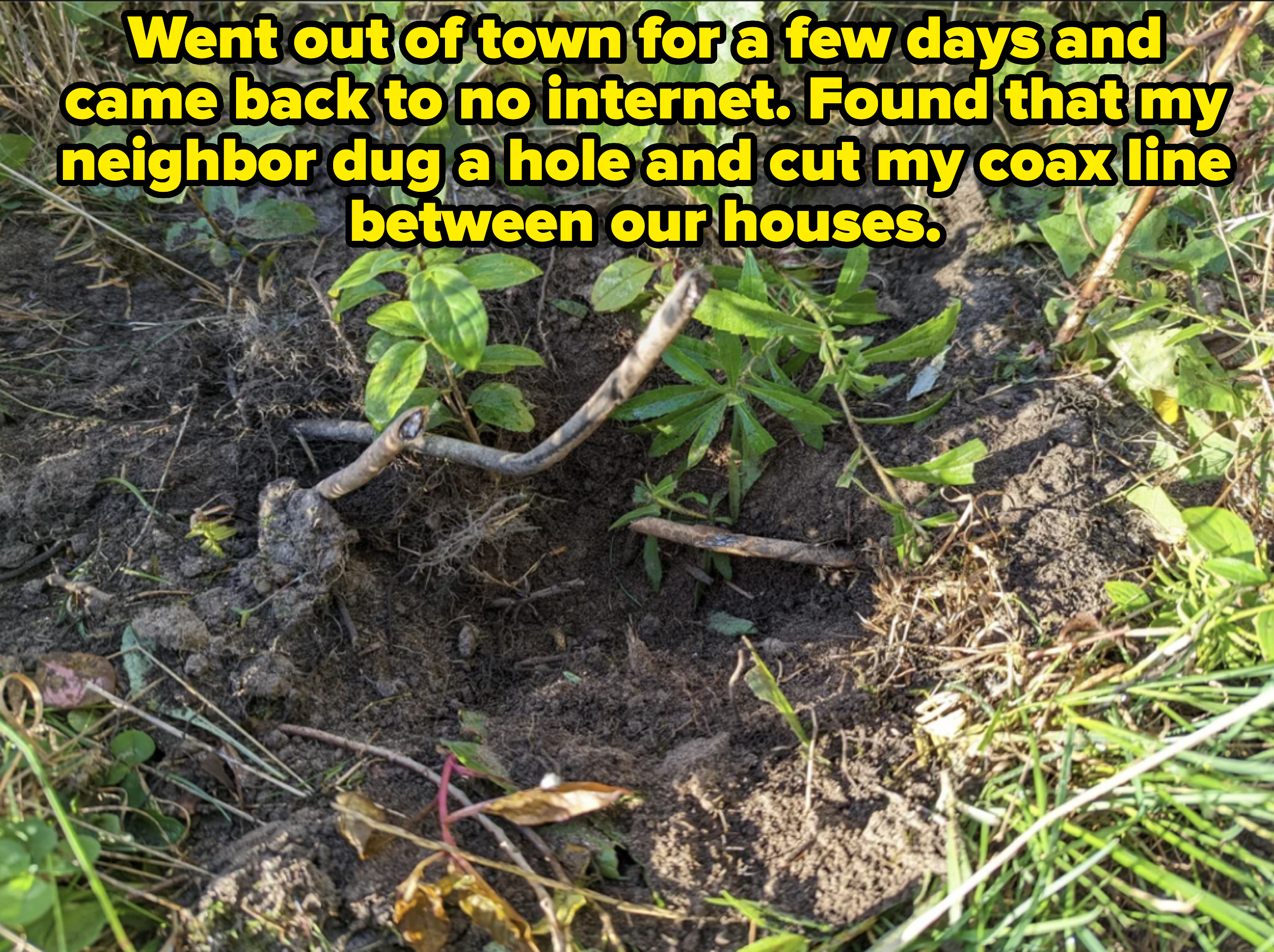 Hole dug in dirt surrounded by grass and small plants