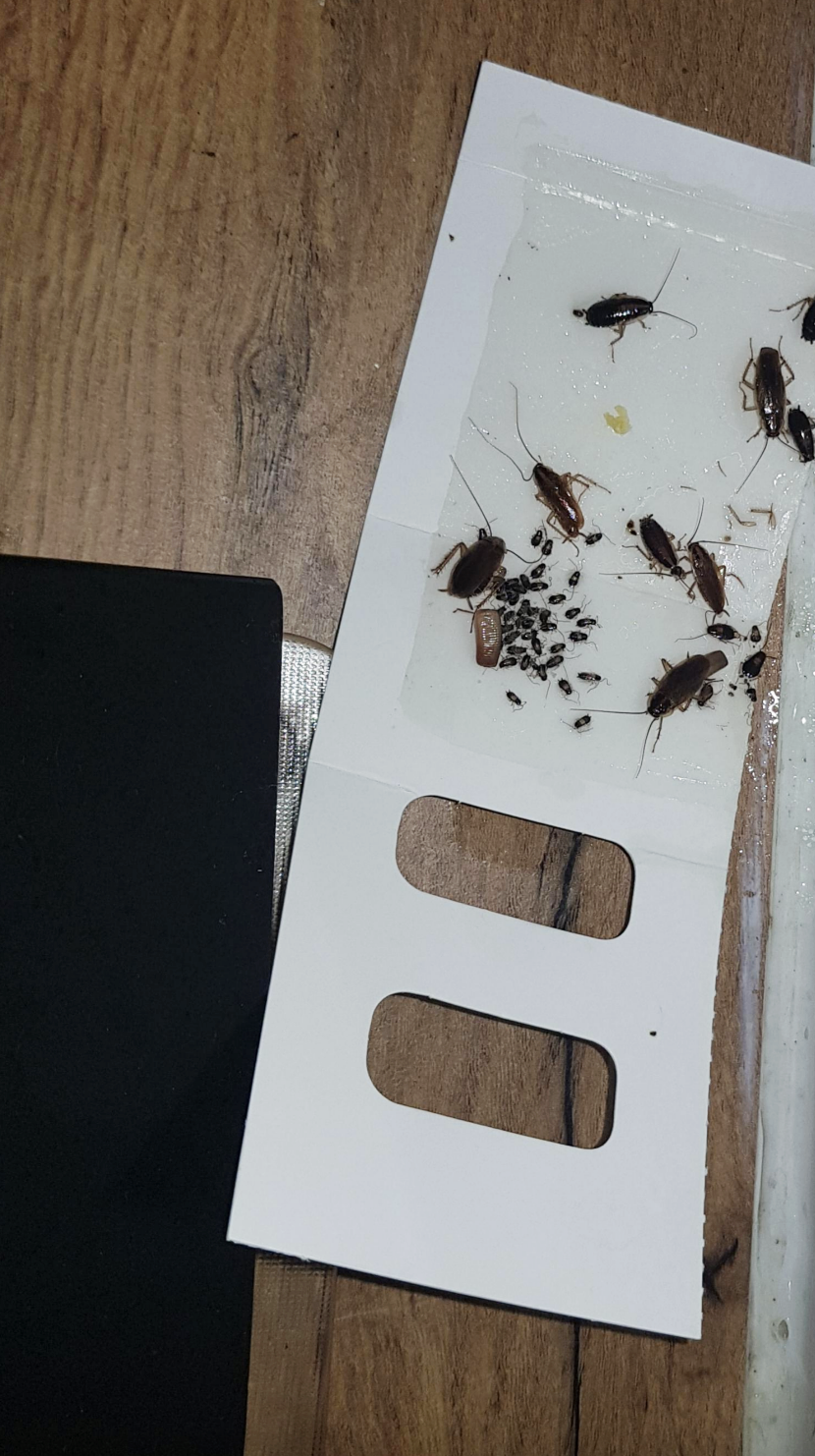 Several dead cockroaches trapped on a sticky bait board, placed on a wooden floor