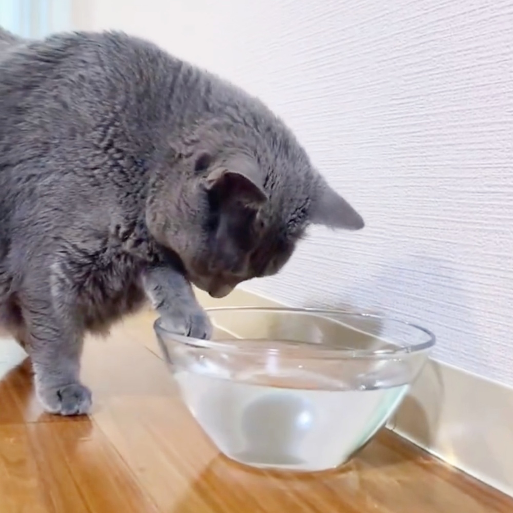 舌ペロで水をたくさん飲めることに気づいたロシアンブルーのひじきちゃん