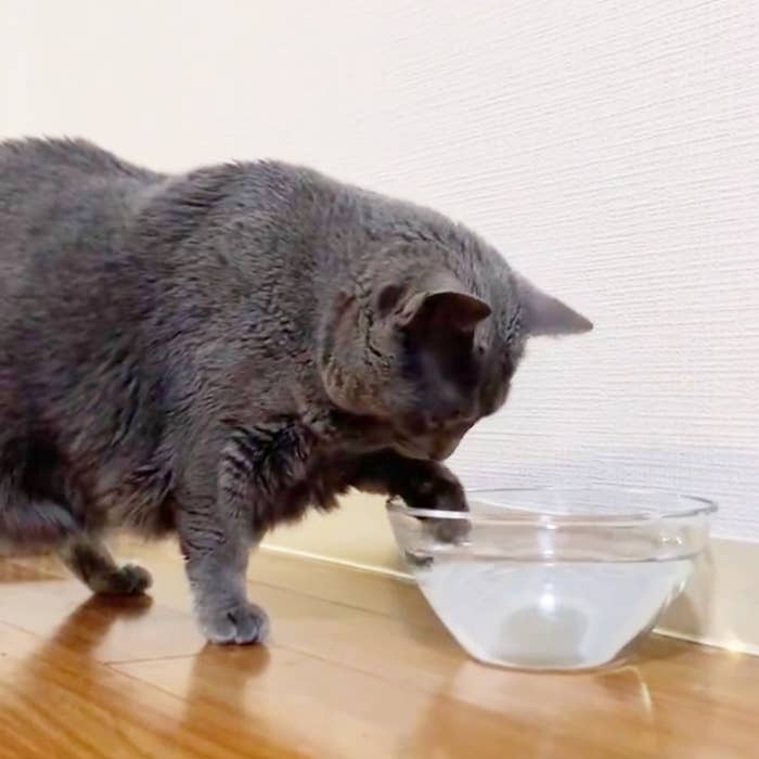 水の入ったボウルに前足を突っ込んで水を飲むロシアンブルーのひじきちゃん