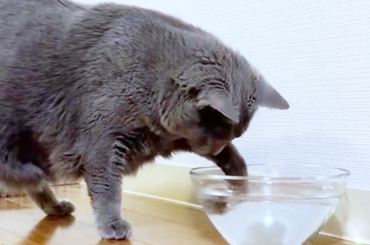 水の入ったボウルに前足を突っ込むひじきちゃん