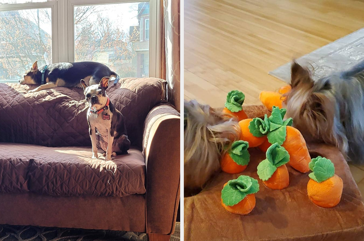 Two photos of dogs: one shows two dogs relaxing on a couch with a protective cover, and the other shows two dogs inspecting carrot-shaped toys on the floor