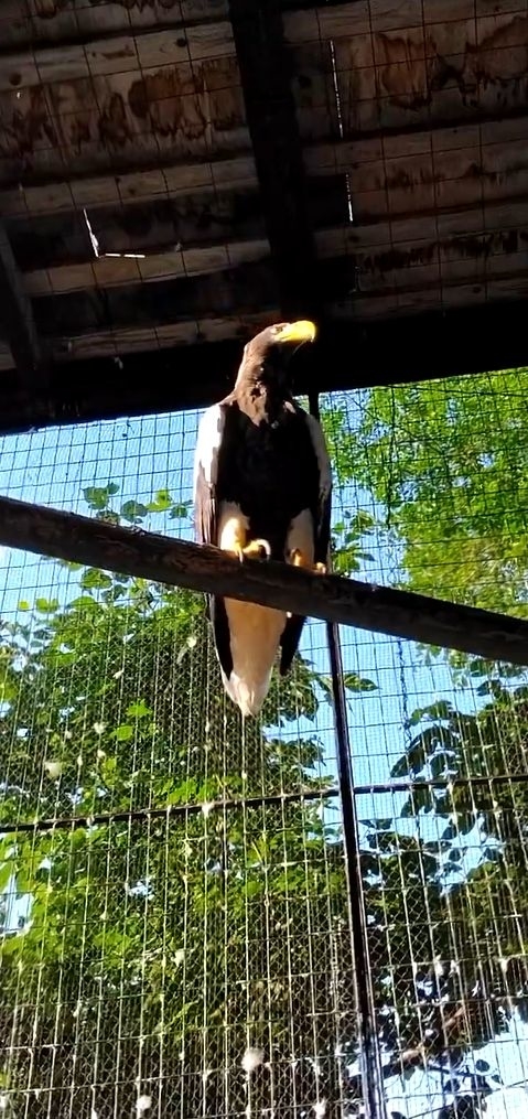 円山動物園最長記録のオオワシ / 札幌市円山動物園公式アカウントより