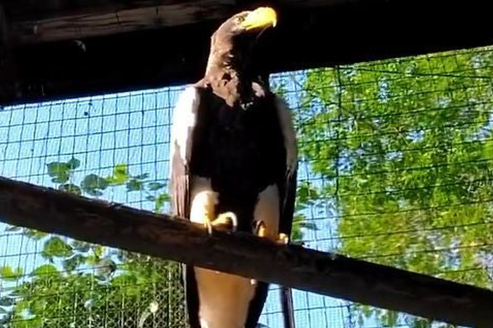 最長飼育記録のオオワシ / 札幌市円山動物園公式アカウントより