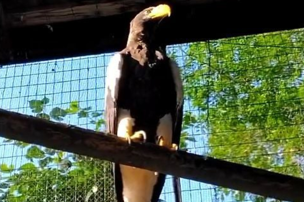 最長飼育記録のオオワシ / 札幌市円山動物園公式アカウントより