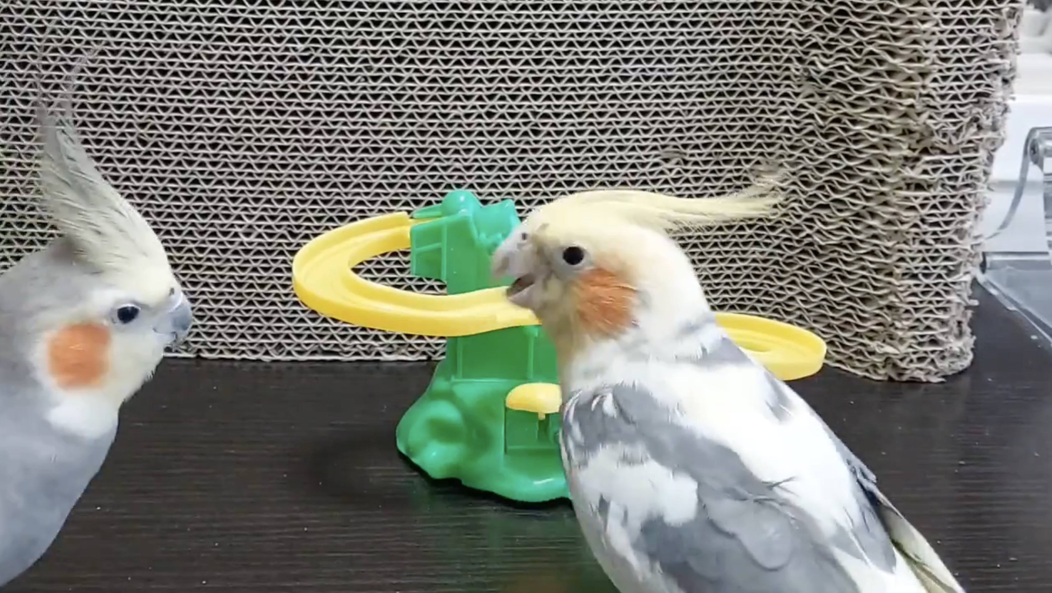 【羊毛フェルト】キバタン　鳥　アヒルおもちゃ持ち 羊毛フェルト】キバタン 鳥 アヒルおもちゃ持ち