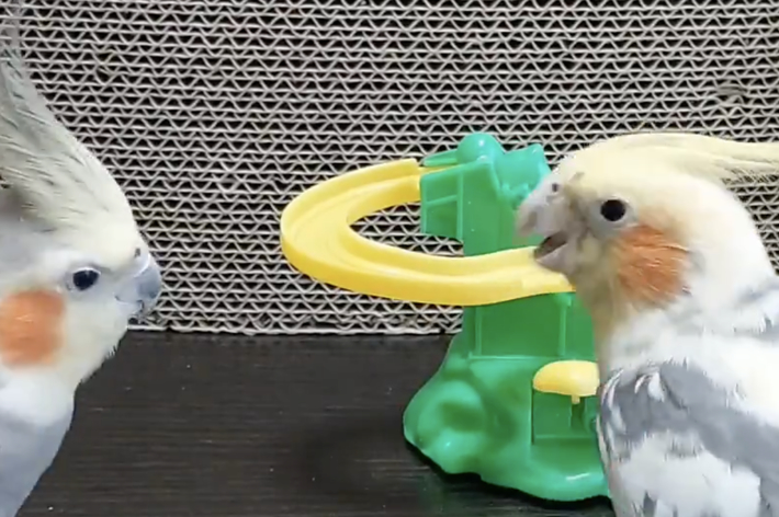 2羽のオカメインコが黄色いおもちゃのそばで遊んでいます。