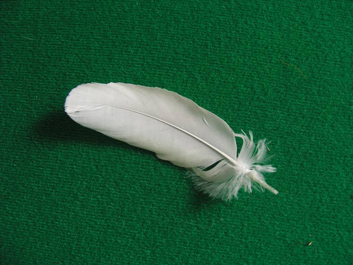 A single white feather lying on a green surface