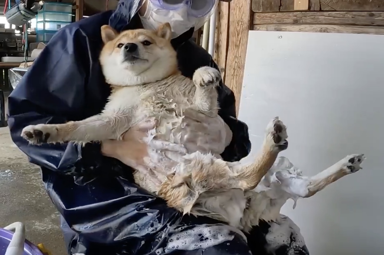 防護服を着た人物が洗っている柴犬を抱えている。