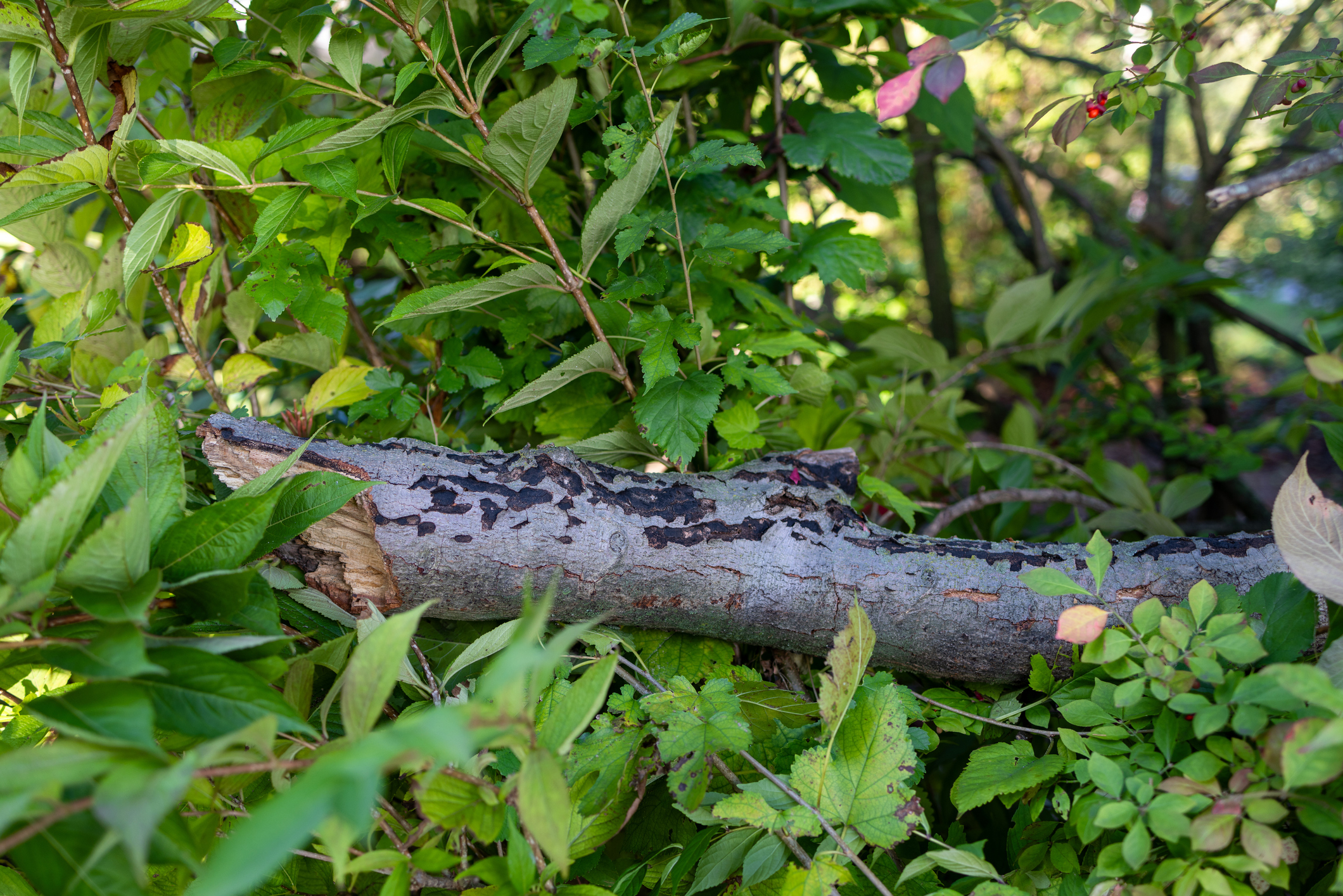 A fallen tree branch lies among dense green foliage in a forest setting