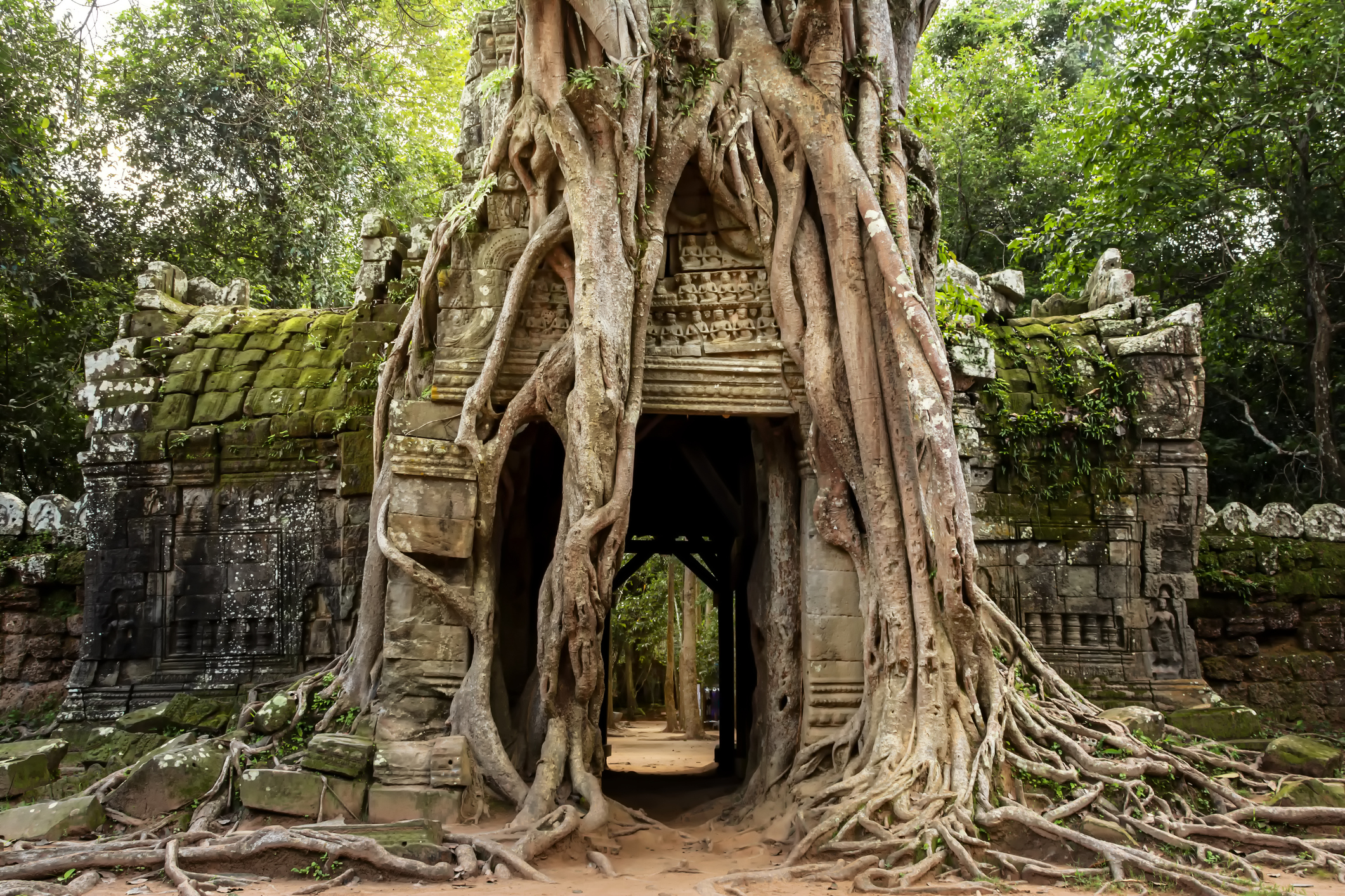 Ancient stone temple in Cambodia&#x27;s Angkor Wat with large tree roots growing over and through the structure, surrounded by dense forest