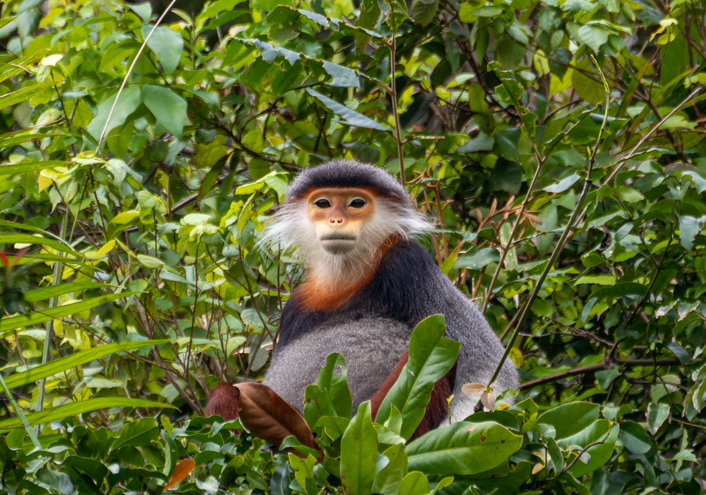 A red-shanked douc langur sits amidst dense jungle foliage