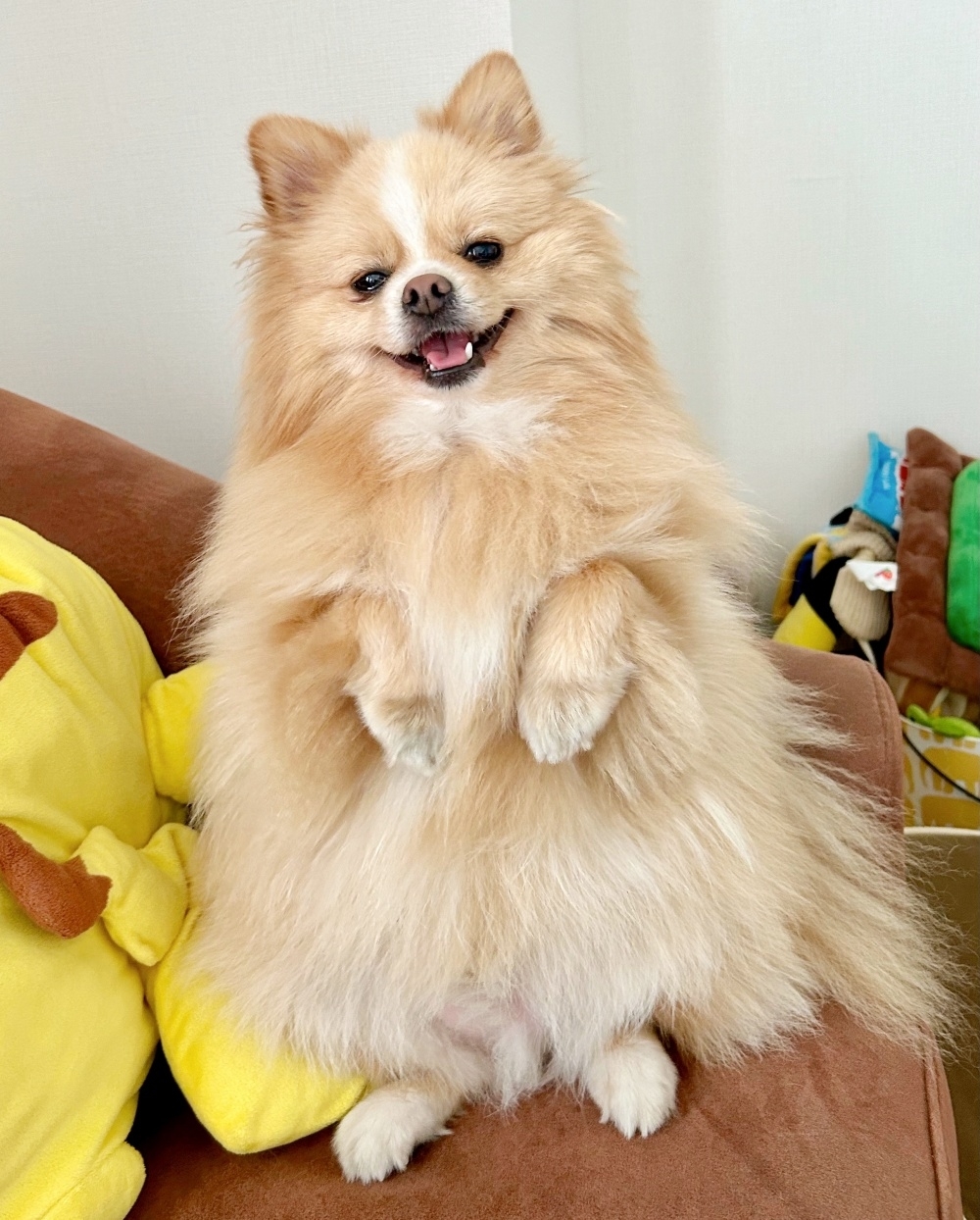 二足立ちするピカルディくん