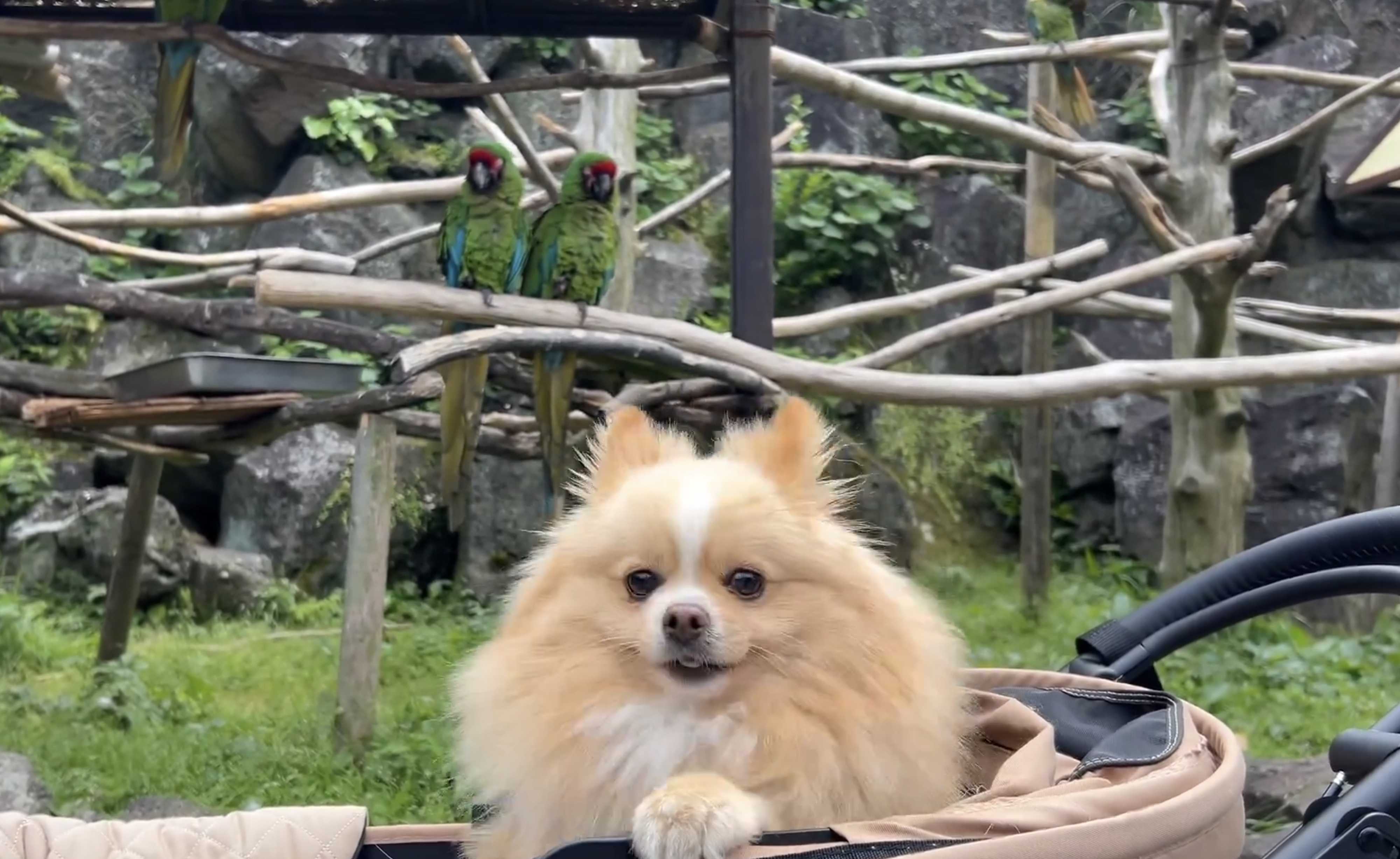 飼い主さんのほうを向いて考えるピカルディくん