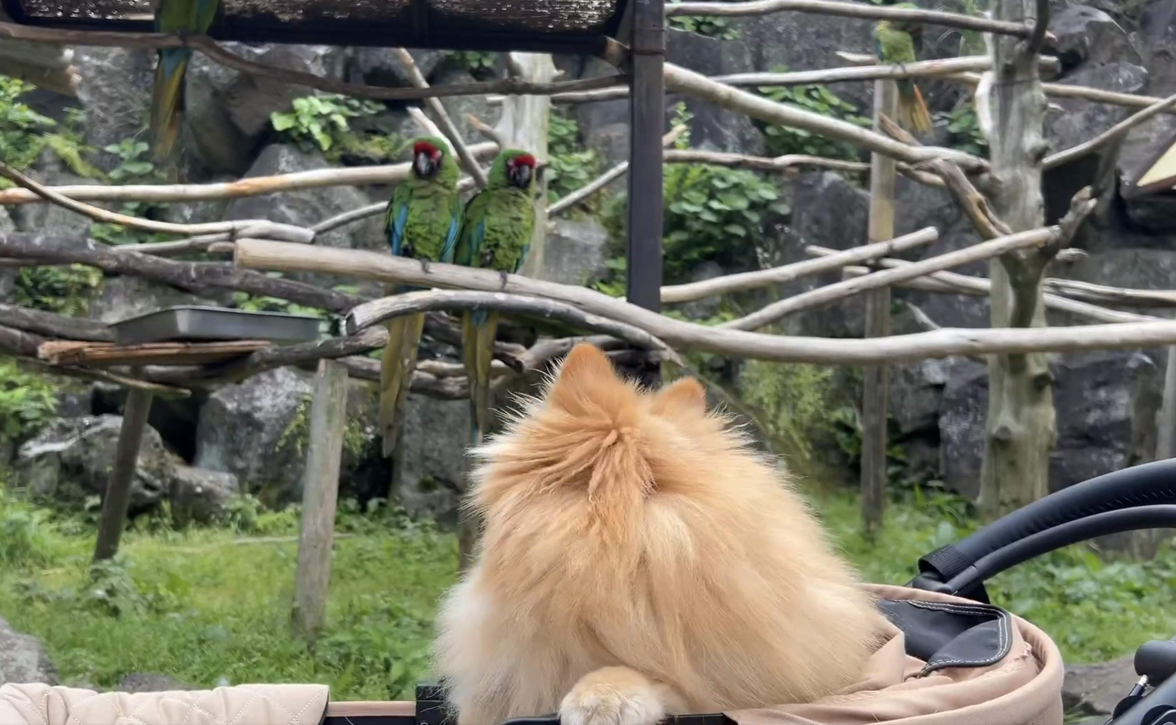 鳥を見つめるピカルディくん