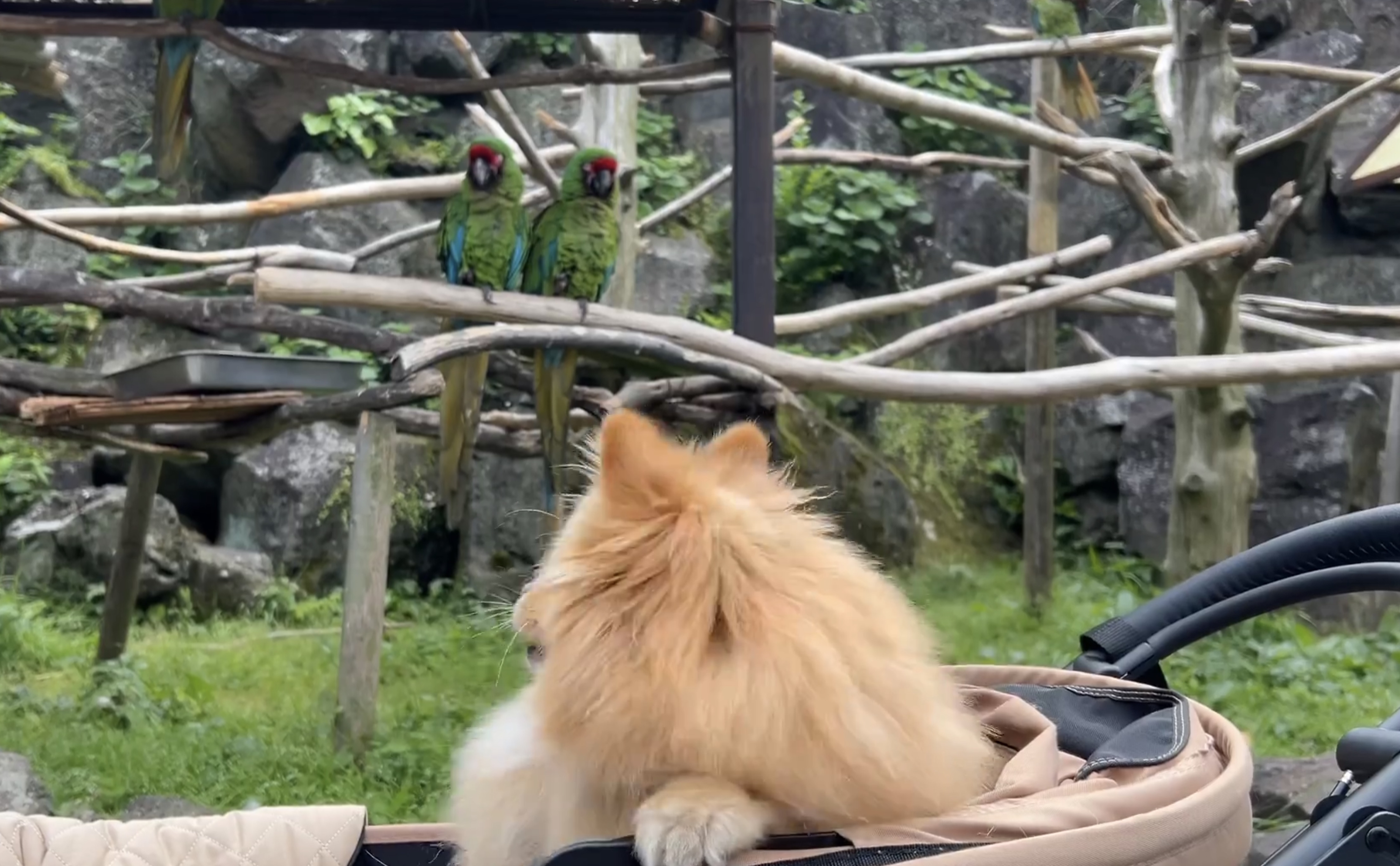 再び、鳥を見るピカルディくん