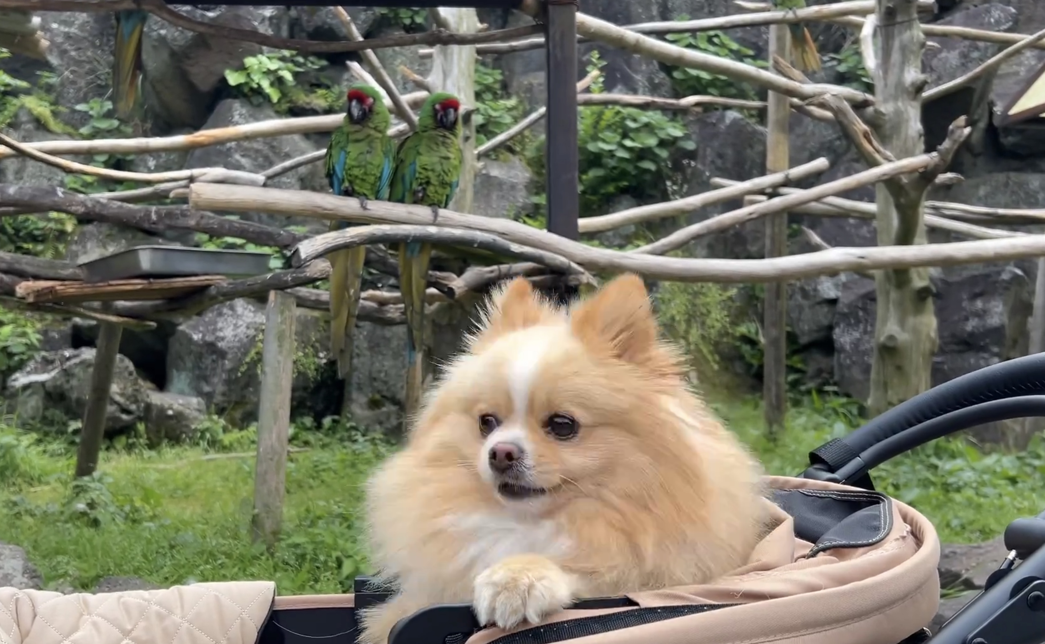 再び、飼い主さんのほうを向くピカルディくん