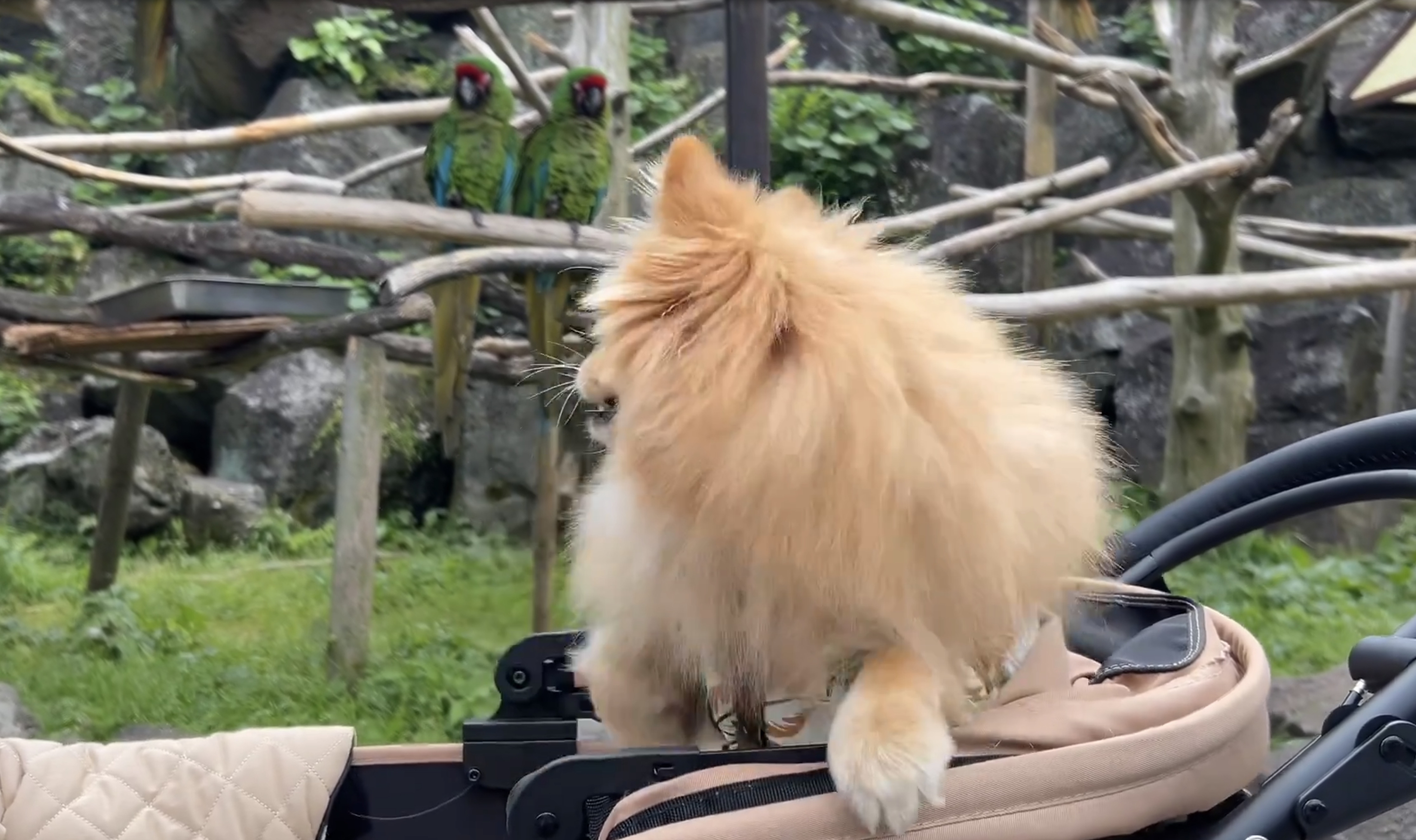 鳥を見ながら立ち上がるピカルディくん