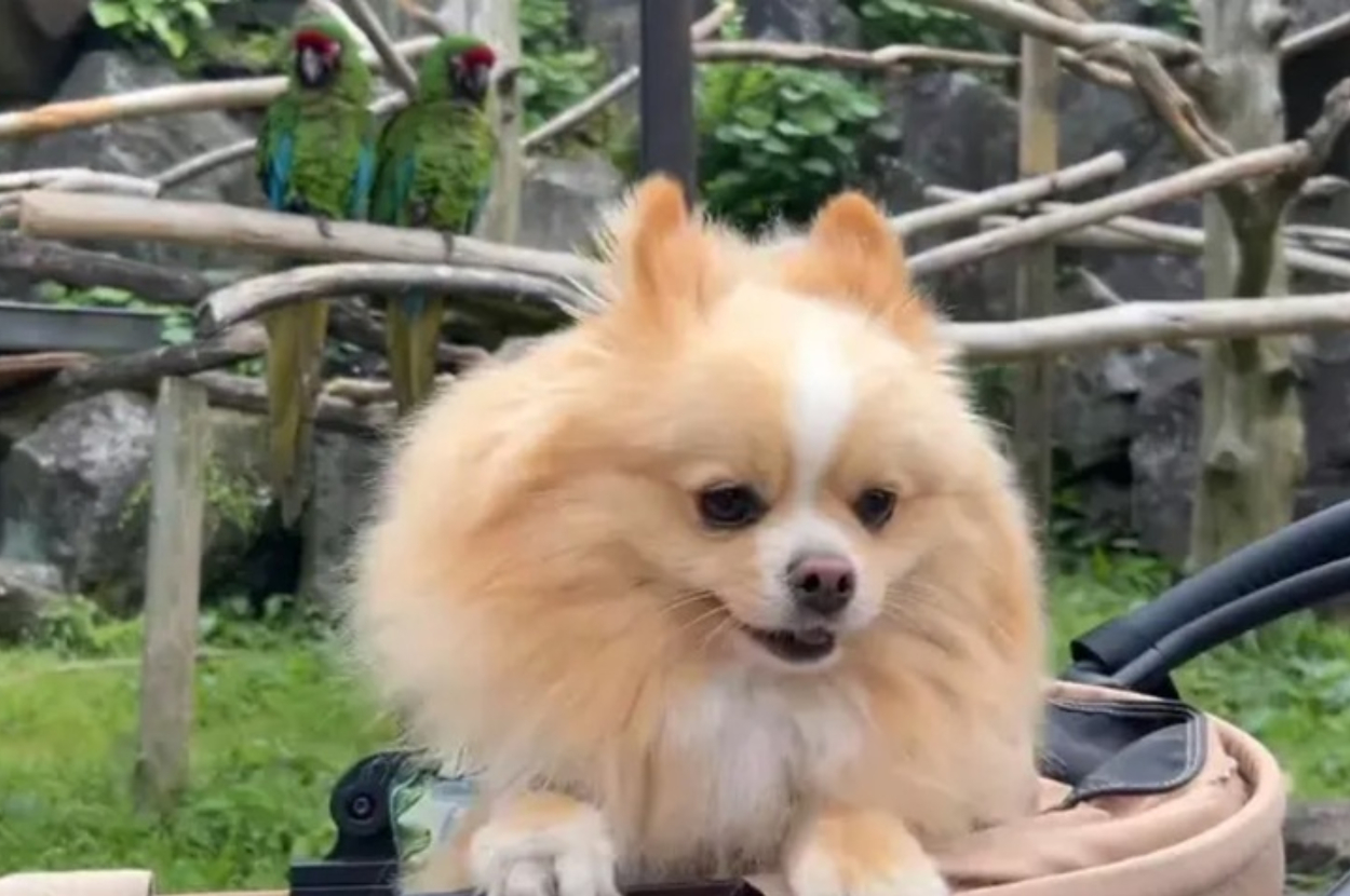 カラフルな鳥に驚くピカルディくん