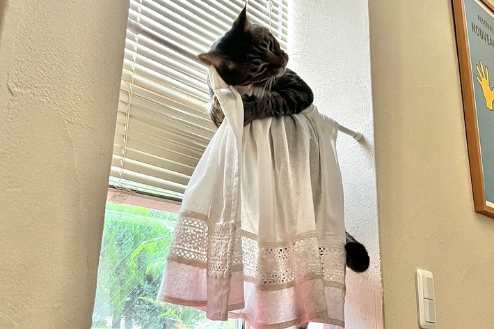 窓辺に立つ猫がカーテンの裾に絡まっているシーン。背景には木々が見えます。