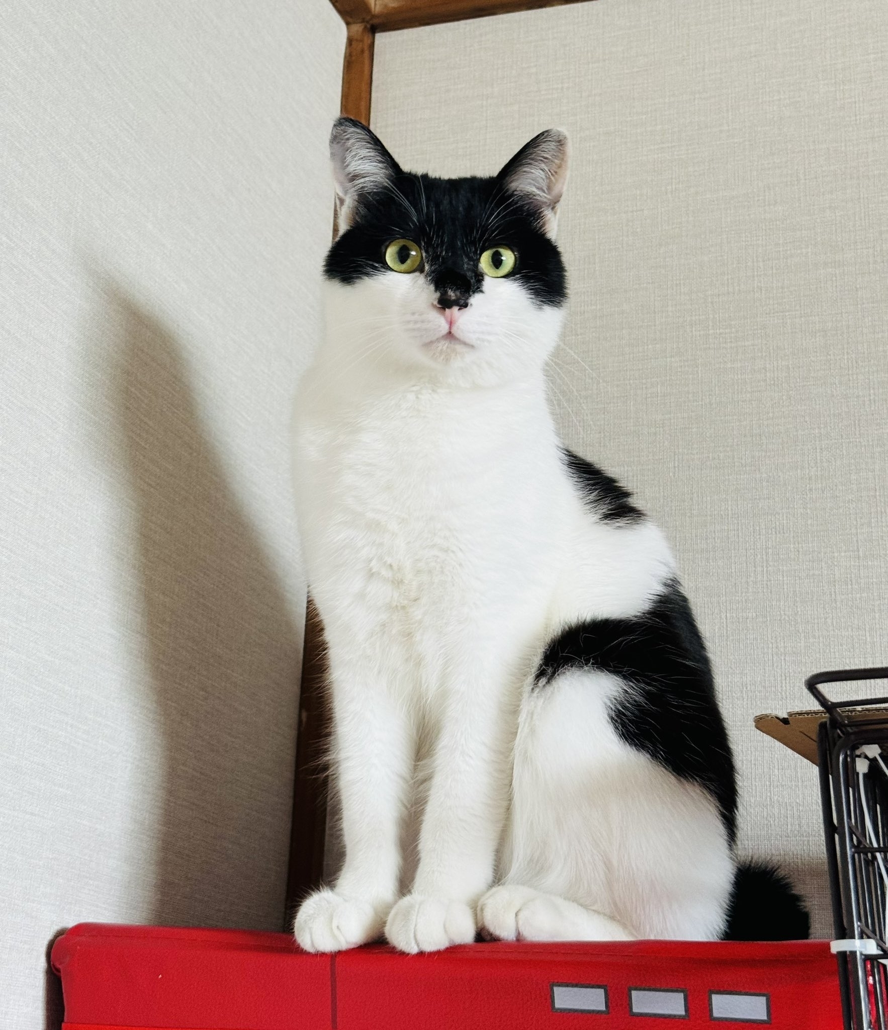 バットニャン / うるふさんのXより