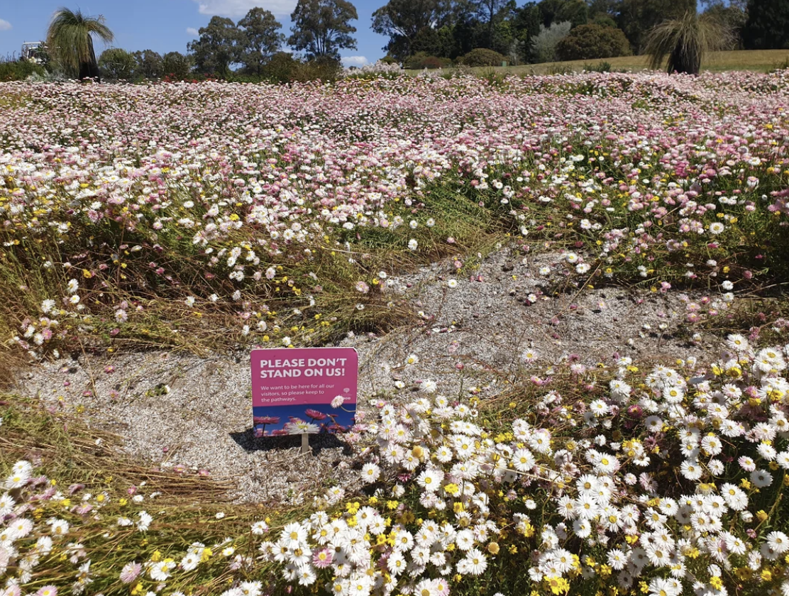 A grassy field is filled with numerous wildflowers. In the center, there is a sign that reads "PLEASE DON'T STAND ON US!" in capital letters