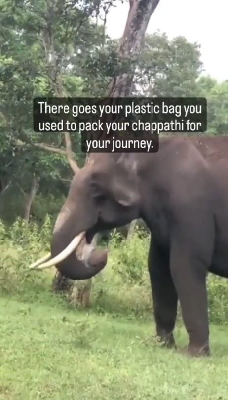 An elephant in a forest area picks up a plastic bag with its trunk. The overlaid text reads, "There goes your plastic bag you used to pack your chappathi for your journey."