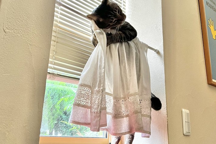 窓辺に立つ猫がカーテンの裾に絡まっているシーン。背景には木々が見えます。